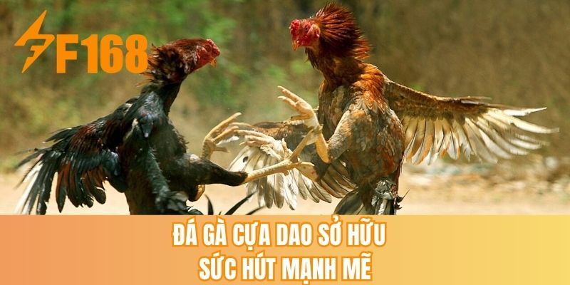 Đá gà cựa dao sở hữu hút sức hút mạnh mẽ