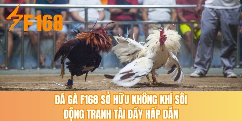 Đá gà F168 sở hữu không khí sôi động tranh tài đầy hấp dẫn