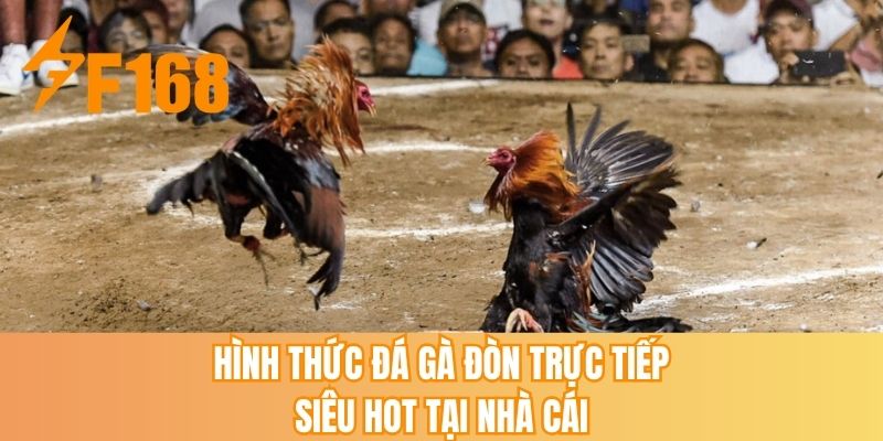 Hình thức đá gà đòn trưc tiếp siêu hot tại nhà cái
