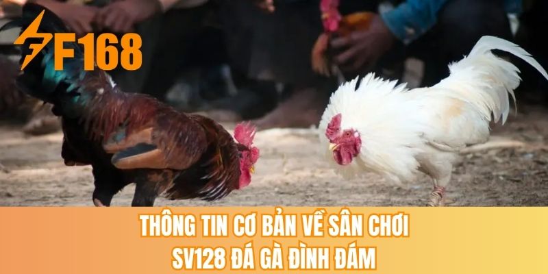 Thông tin cơ bản về sân chơi SV128 đá gà đình đám